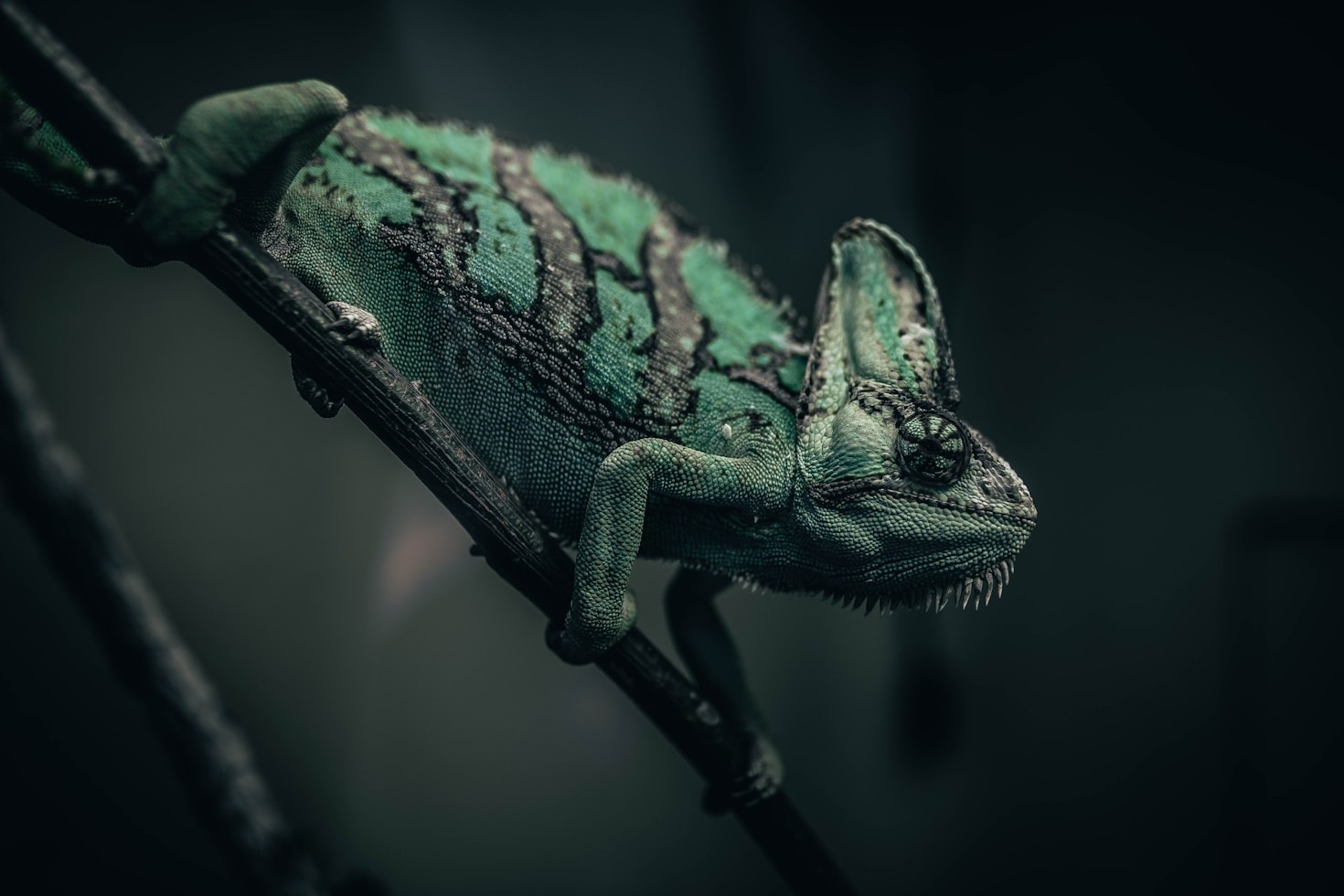 Top 10 Must-Know Tips for Chameleon Care