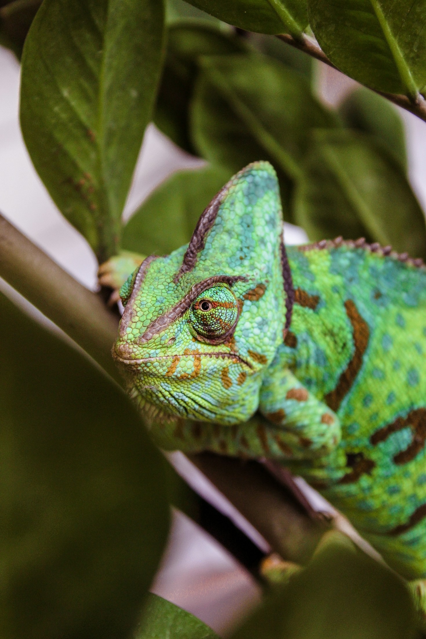 Designing the Ideal Habitat for Your Pet Chameleon