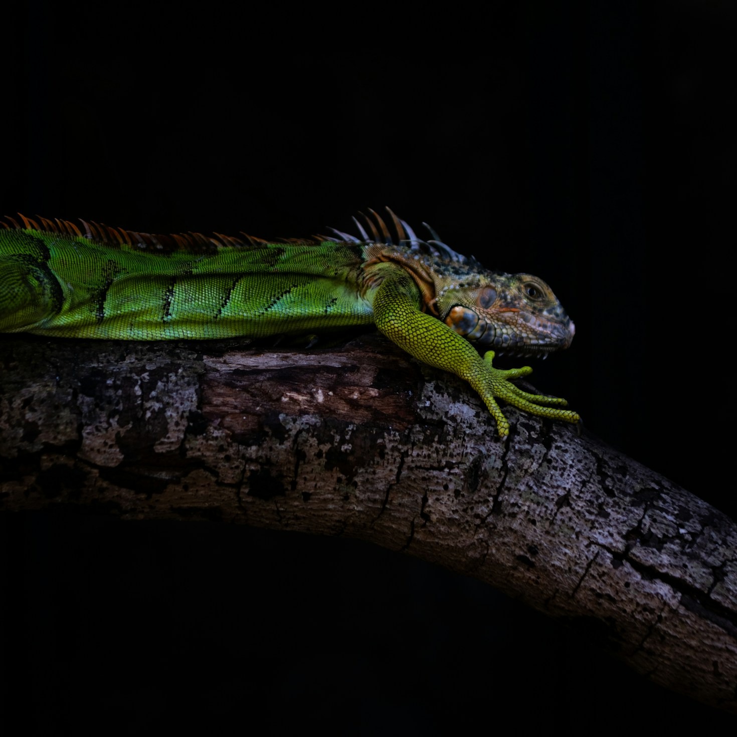 Feeding Your Chameleon: A Comprehensive Guide