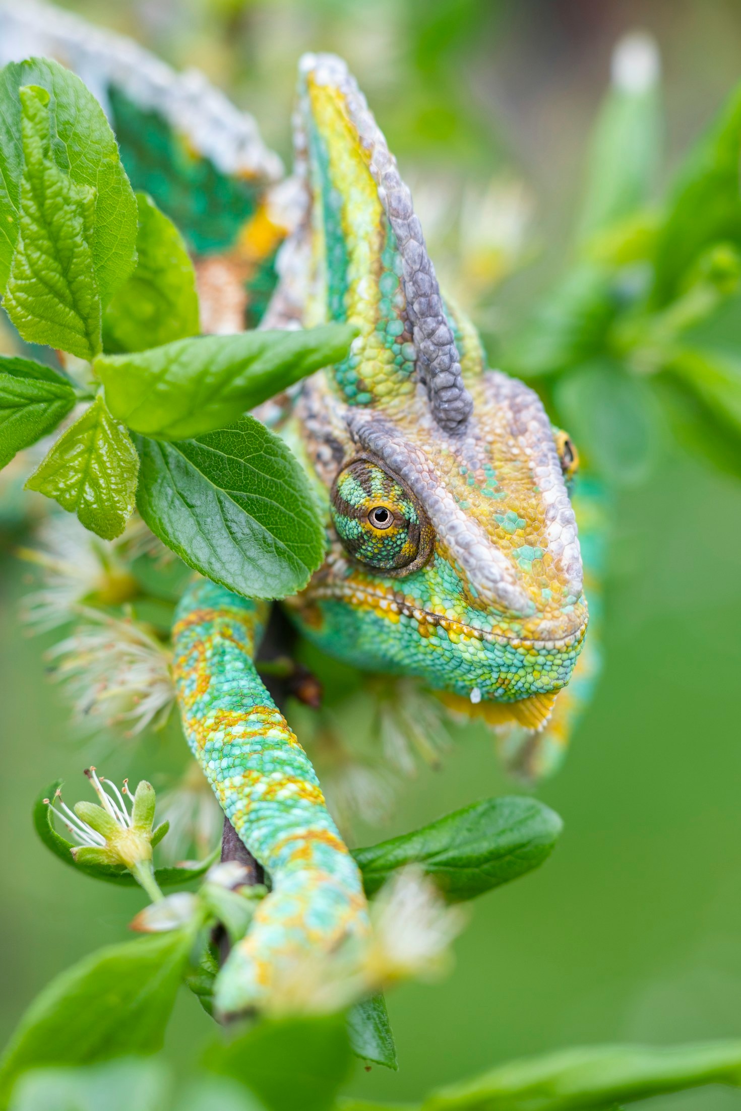 The Role of Proper Lighting in Chameleon Health