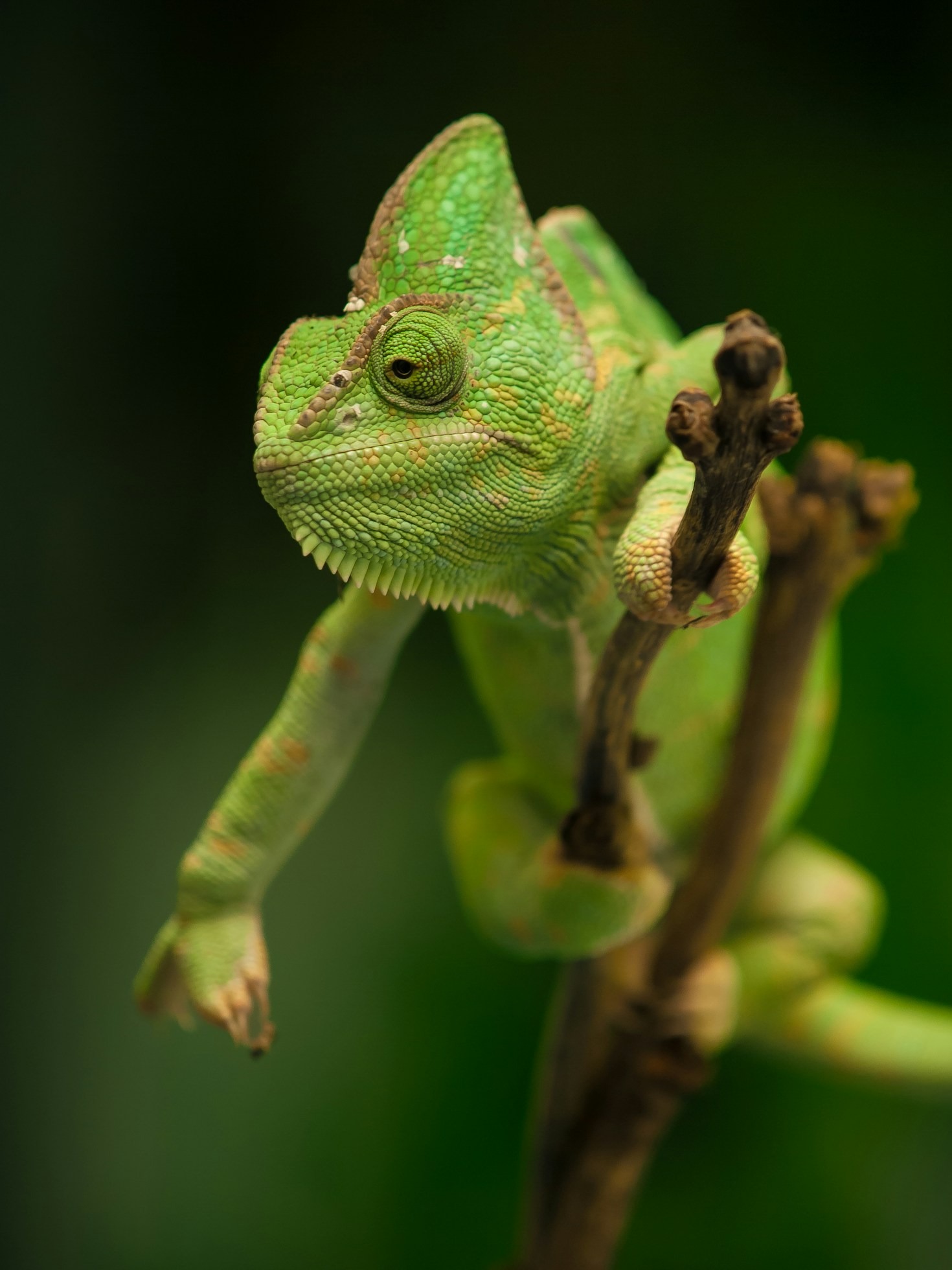Why Solitary Housing Is Crucial for Chameleons